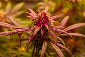 The Comprehensive Guide to Cannabis Seeds Manitoba