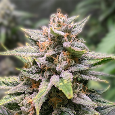 The Comprehensive Guide to Cannabis Seeds Manitoba